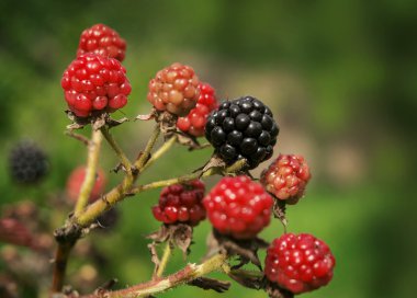 Yeşil Bush üzerinde büyüyen üç böğürtlen