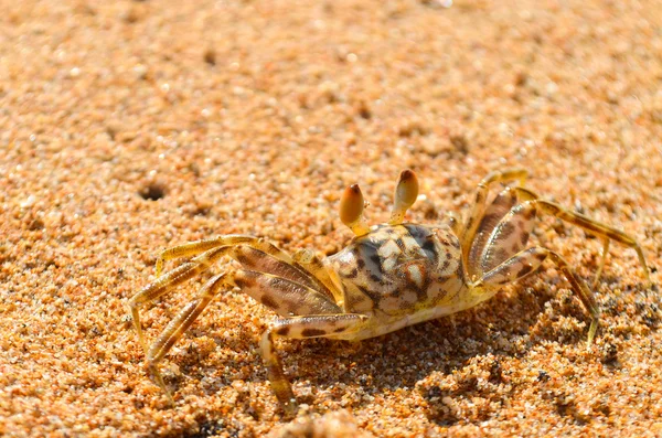 Little crab — Stock Photo, Image