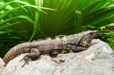 Büyük bir gri taş üzerinde oturan Iguana 