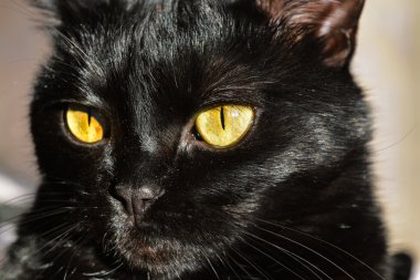 İri sarı gözlü mistik siyah kedi 