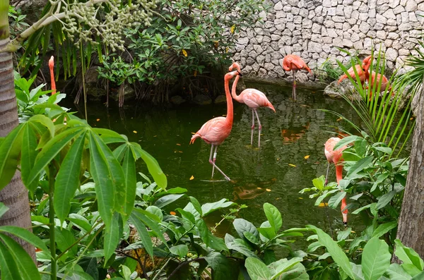 Pink Flamingo bañarse — Foto de Stock