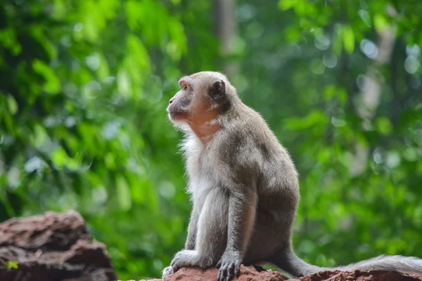 Monyet kecil duduk di atas batu — Stok Foto