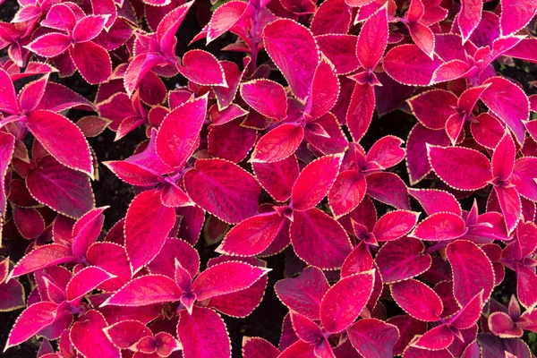 Foglie rosse con venature viola e cornice gialla . — Foto Stock