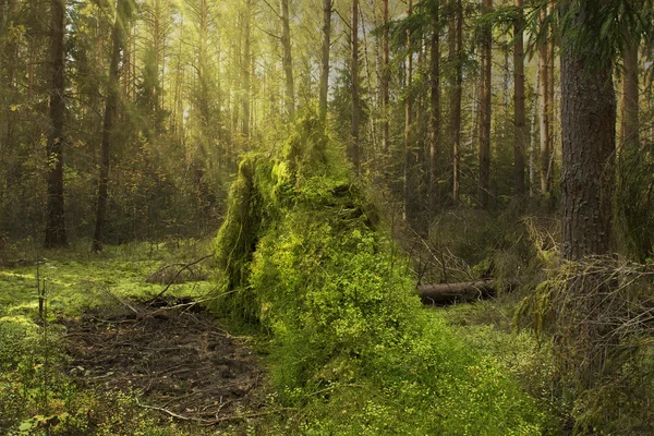 Осінній сосновий ліс з пеньком на сонячному світлі — стокове фото