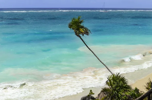 La palmera inclinada sobre el mar azul en la playa, México — Foto de Stock