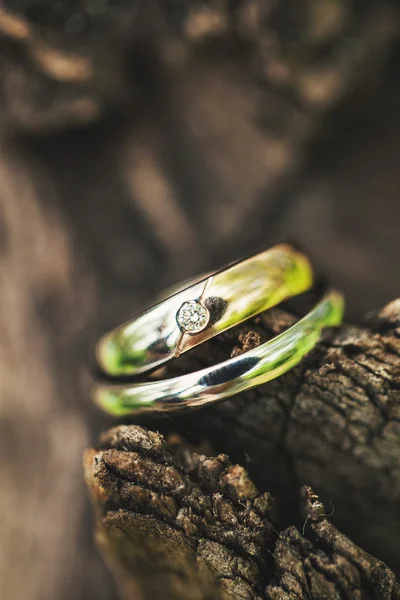 Ringen op de boom liggen — Stockfoto