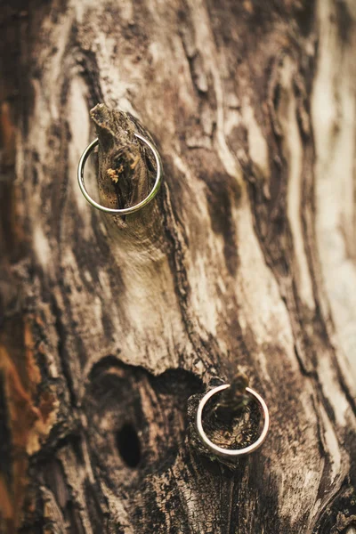 Ringen hangen op de boom — Stockfoto