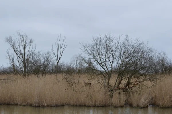 Rehe verstecken sich im Naturschutzgebiet — Stockfoto