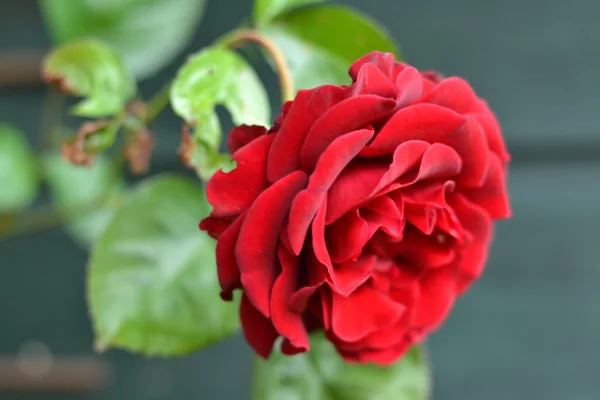 Rose im Stadtgarten — Stockfoto