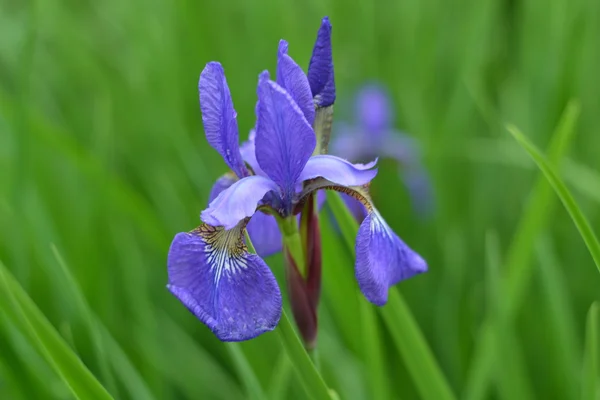Blue iris in town garden — Stock Photo, Image