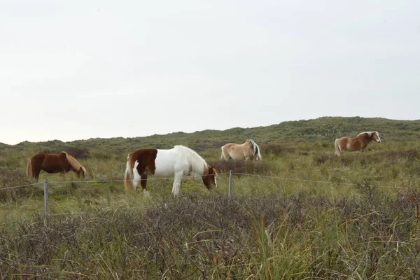 秋天在弗利兰瓦登岛沙丘的自然区域放牧的草原小马 — 图库照片