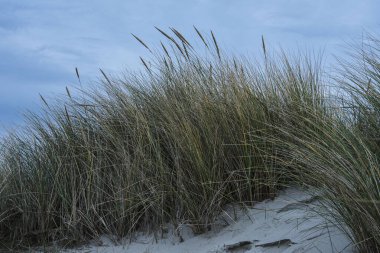 Sonbaharda Vlieland 'in Wadden Adası' nın kum tepelerindeki kumsal çimenleri