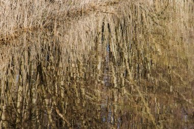 Kışın Doetinchem yakınlarındaki Grote Beek nehrinin suyuna alder ağaçları yansıyor.