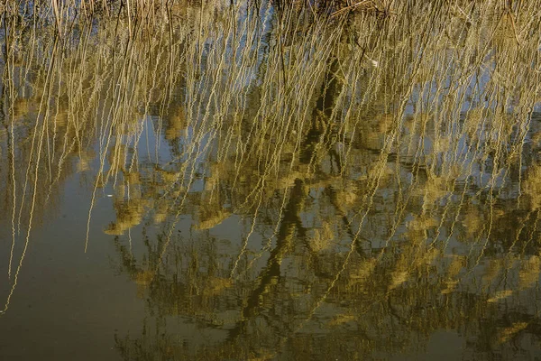 Árboles Aliso Caña Reflejado Agua Del Río Grote Beek Área —  Fotos de Stock