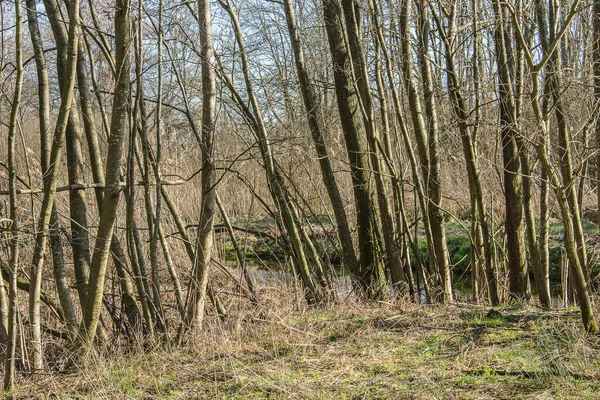 Aulnes Avec Troncs Sombres Hiver Dans Zone Naturelle Près Doetinchem — Photo