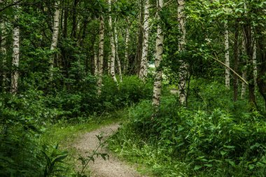 Achterhoek 'te huş ağaçları olan bir doğa bölgesinde kabuk yolu.