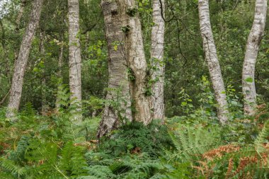 De Groote bölgesindeki huş ağaçları ve eğreltiotları yaz günlerinde soyulur.