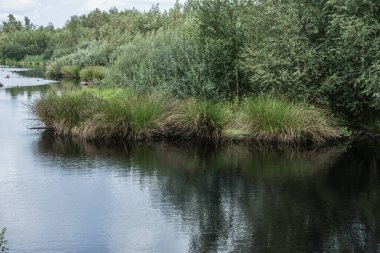 De Groote Peel doğa alanındaki bitkiler
