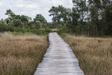 Doğa alanında bir patika olarak ahşap güverte De Groote Rüzgarlı bir yaz gününde soyulur