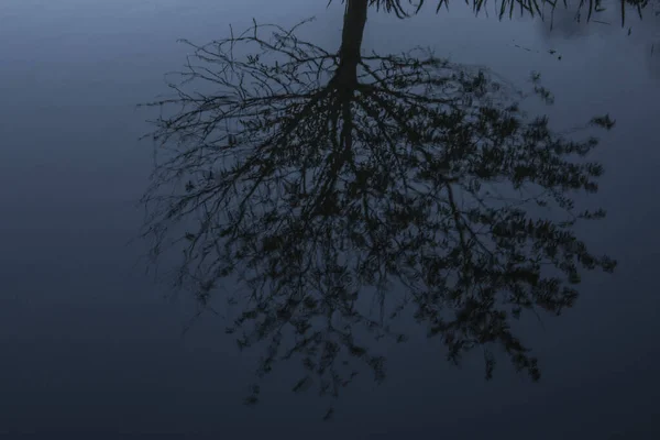 Reflectie Van Een Boom Rivier Niers Natuurgebied — Stockfoto