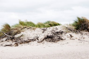 Cadzand 'daki kumlu Northsea plajı yakınlarında rüzgarlı bir günde kumsalda çimenler ve dallar