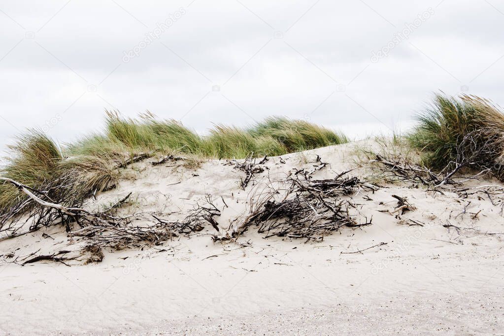 dunes near the sandy Northsea beach at cadzand with beach grass and branches on a windy day