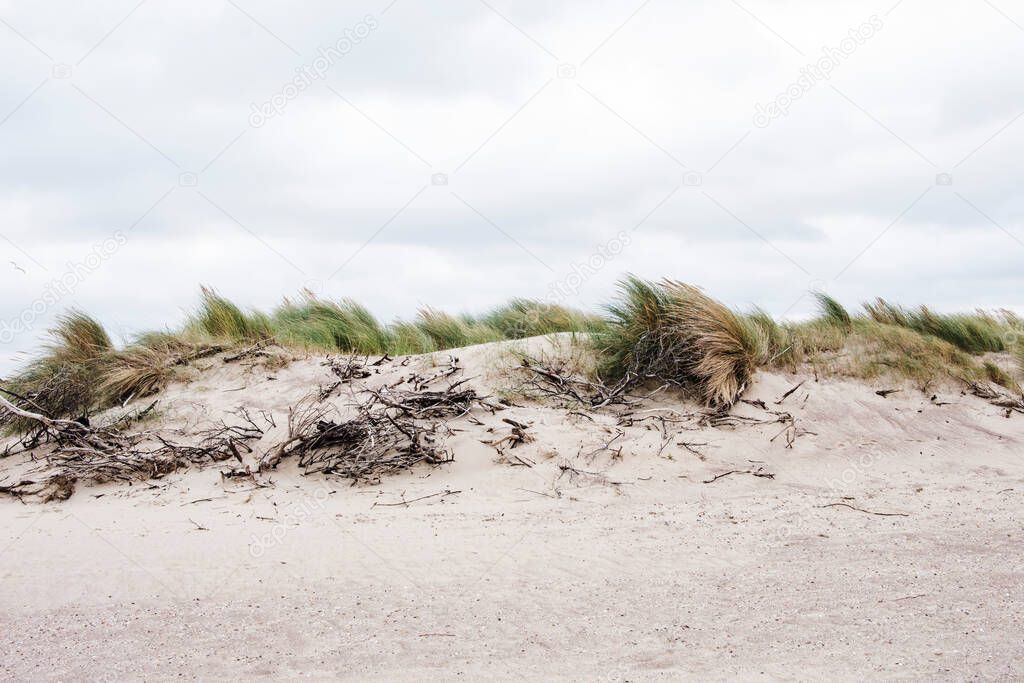 dunes near the sandy Northsea beach at Cadzand with beach grass and branches on a windy day