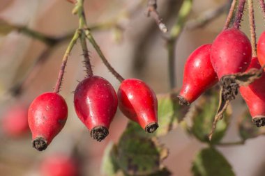 Yazın sonunda Cadzand yakınlarındaki çalılıkların olgunlaşmış gül kalçası Het Zwin