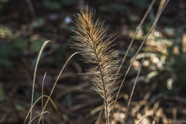 Ornamental Grass Lighted Sun City Garden Winter — Stock Photo, Image