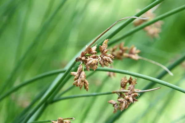 Great Wood Rush Blooming Swamp Nature Area Kruisbergse Bossen Achterhoek — Stock Photo, Image