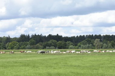 Kırmızı benekli ve siyah benekli inekler kamp alanı ve mısır tarlası yakınlarındaki bir çayırda gargara yapıyorlar.
