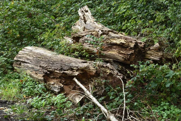 Döda Träd Förgås Naturreservatet Kruisbergse Bossen Föda För Unga Växter — Stockfoto