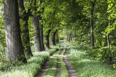 Güneş meşe ağaçları ve doğada Kruisbergse Bossen Bulvarı 'nda parlıyor. 