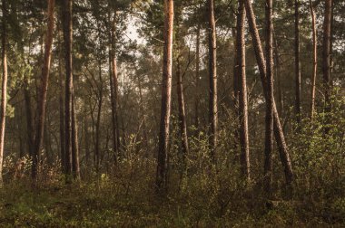 Güneş doğada parıldıyor Kruisbergse Bossen ilkbaharda Achterhoek 'te.