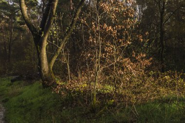 Güneş doğada parıldıyor Kruisbergse Bossen ilkbaharda Achterhoek 'te.