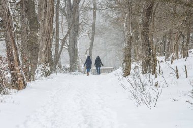 İki yürüyüşçü karlı bir caddede doğa alanında asacialarla yürüyor Kruisbergse Bossen sisli bir kış gününde
