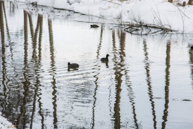 Kış günü Kruisbergse Boğazı 'nda karlı kıyıları olan al küçük nehirdeki alder ağaçlarının yansıması.
