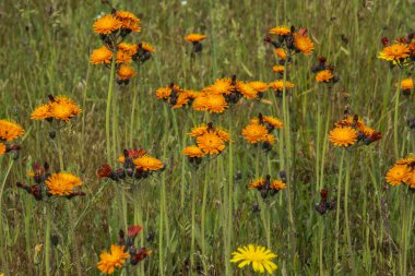 Hollanda 'nın Achterhoek bölgesinde bir doğa parkında turuncu şahin otu