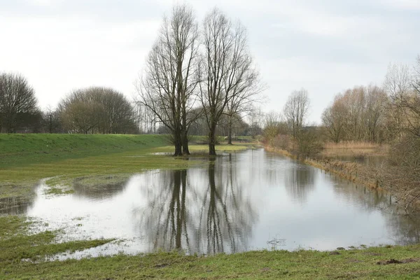 Reflection Trees Water Flooded Meadow Dike River Ijssel High Water — Stock Photo, Image