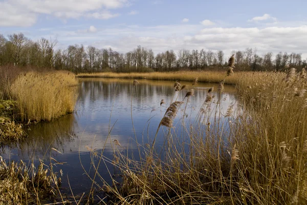 Bras mort d'une rivière — Photo