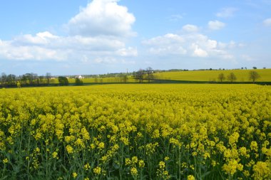 Koolzaadvelden Duitsland içinde