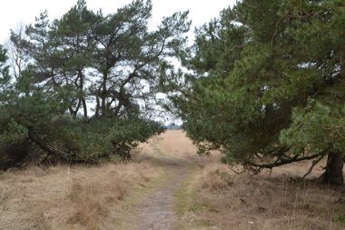 patika çam ağaçları ile