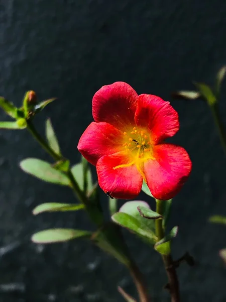 Fotografa Doğru Poz Verir — Stok fotoğraf