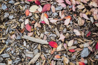 Sonbahar yaprakları yere 2