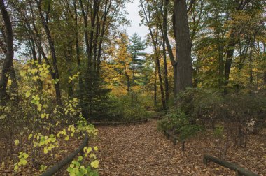 Sarı sonbahar 3 ağaçlarda