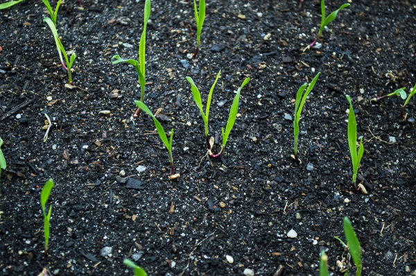 Young green sprouts — Stock Photo, Image