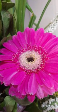 Hermosa flor rengi intenso