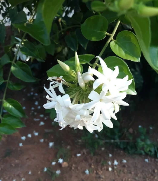 pure white jasmine flower from garden.