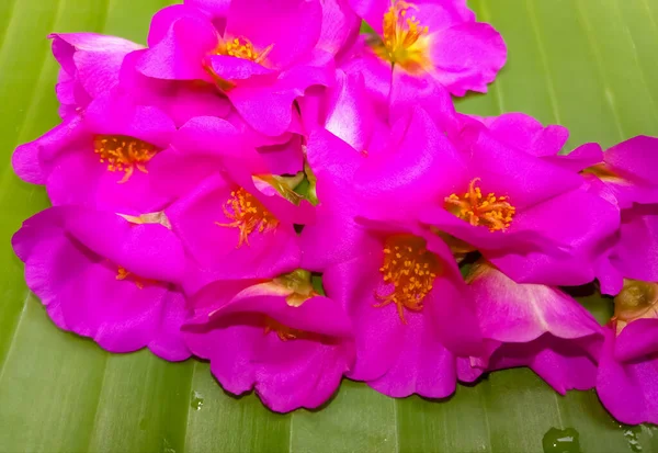 A group of small pink coloured \'portulaca flower\' placed on a green leaf back ground. Image taken from home garden(kerala state)