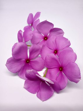 Beyaz bir zemine yerleştirilmiş pembe Vinca çiçekleri